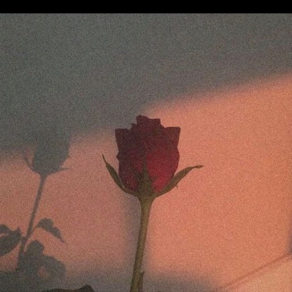 Meet your Posher, Illeana - Picture 1 of 1